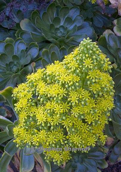 aeonium arboreum var holochrysum 3 graphic